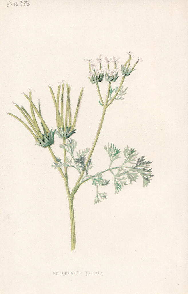 FLOWERS. Shepherd's Needle c1895 old antique vintage print picture